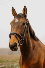 NORTON CLUB - Square - Bridle