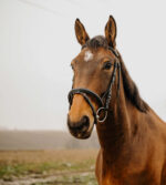 NORTON CLUB - Square - Bridle - Image 2