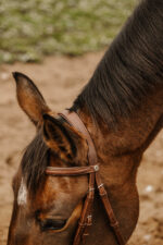 NORTON CLUB - Square - Bridle - Image 4