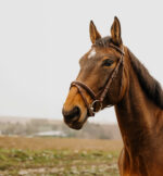 NORTON CLUB - Square - Bridle - Image 5