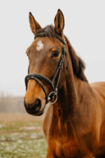 NORTON CLUB - Easy - Bridle