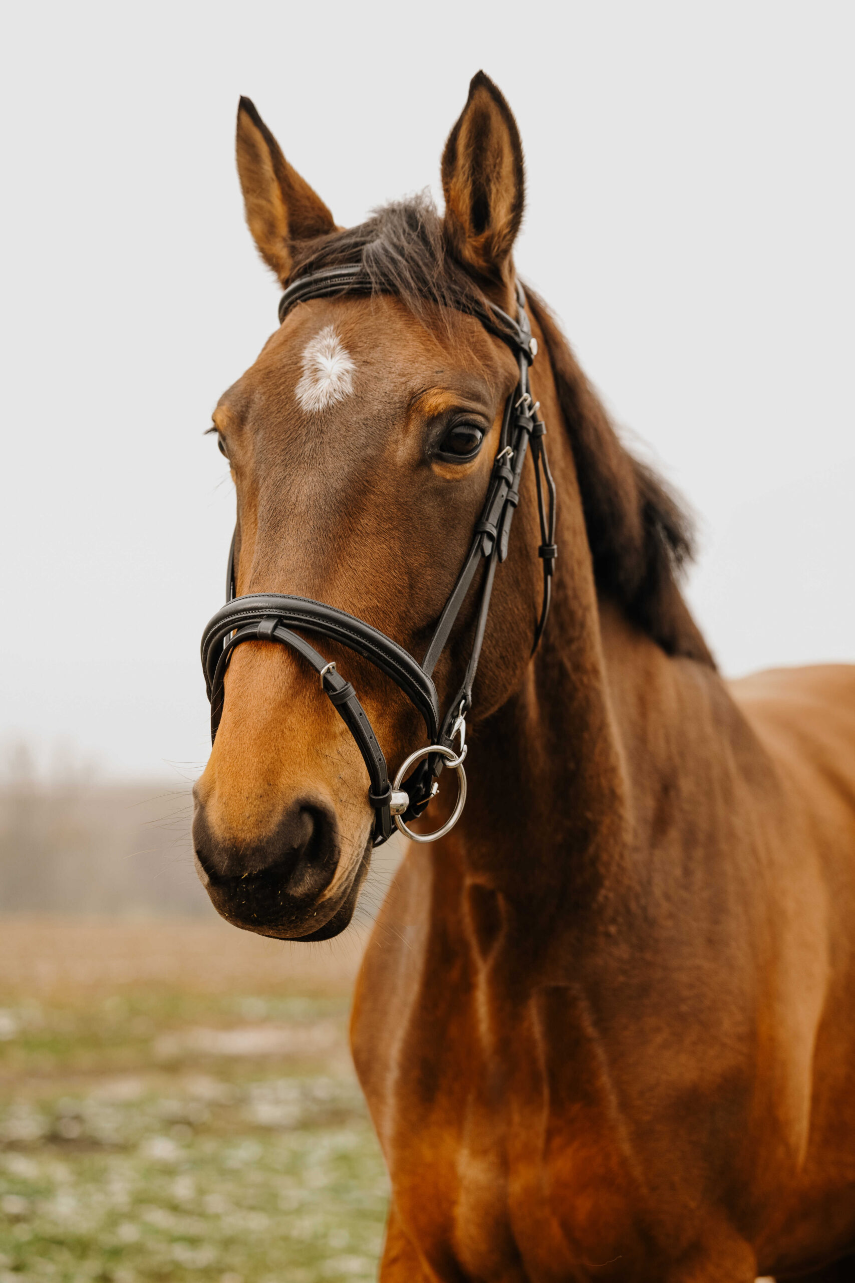 NORTON CLUB - Easy - Bridle