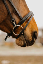 NORTON CLUB - Easy - Bridle - Image 2