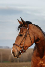 NORTON CLUB - Easy - Bridle - Image 3