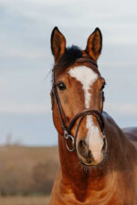 NORTON CLUB - Easy - Bridle - Image 4