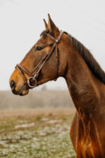 NORTON CLUB - Easy - Bridle - Image 5