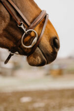 NORTON CLUB - Easy - Bridle - Image 6