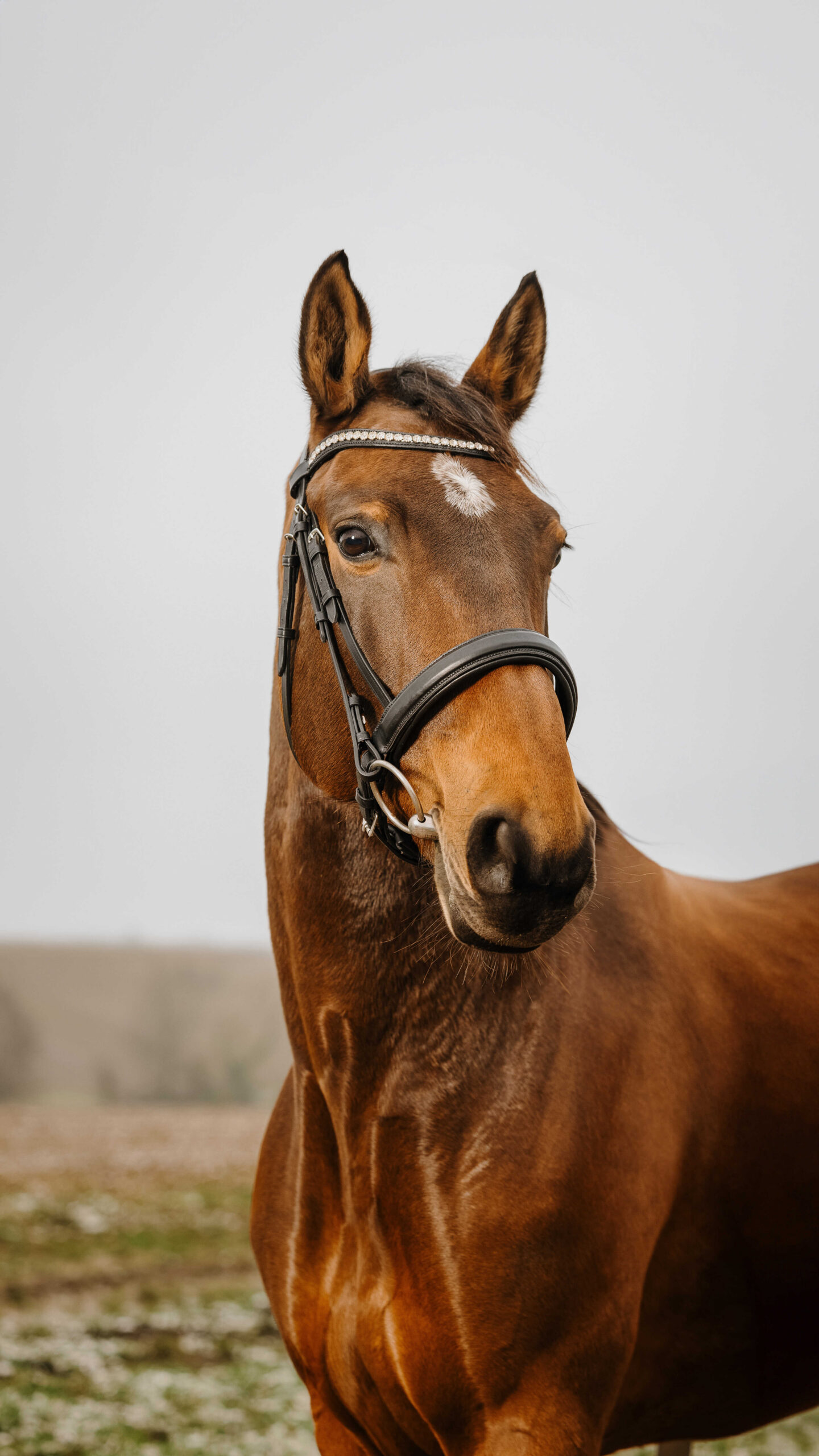 NORTON CLUB - Diva - Bridle