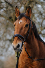 Bridle NORTON - Training - Image 2