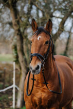 Bridle NORTON - Training - Image 3