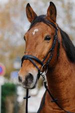 Bridle NORTON - Training - Image 4