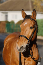 Bridle NORTON - Training - Image 5