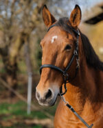 Bridle/Halter NORTON - Training - Image 3