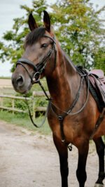 Bridon endurance NORTON - Pop