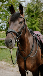 Bridon endurance NORTON - Pop - Image 2