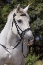 NORTON CLUB Coldblood Bridle