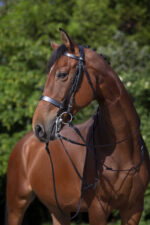 Riding World Kandarenzaum - Image 2