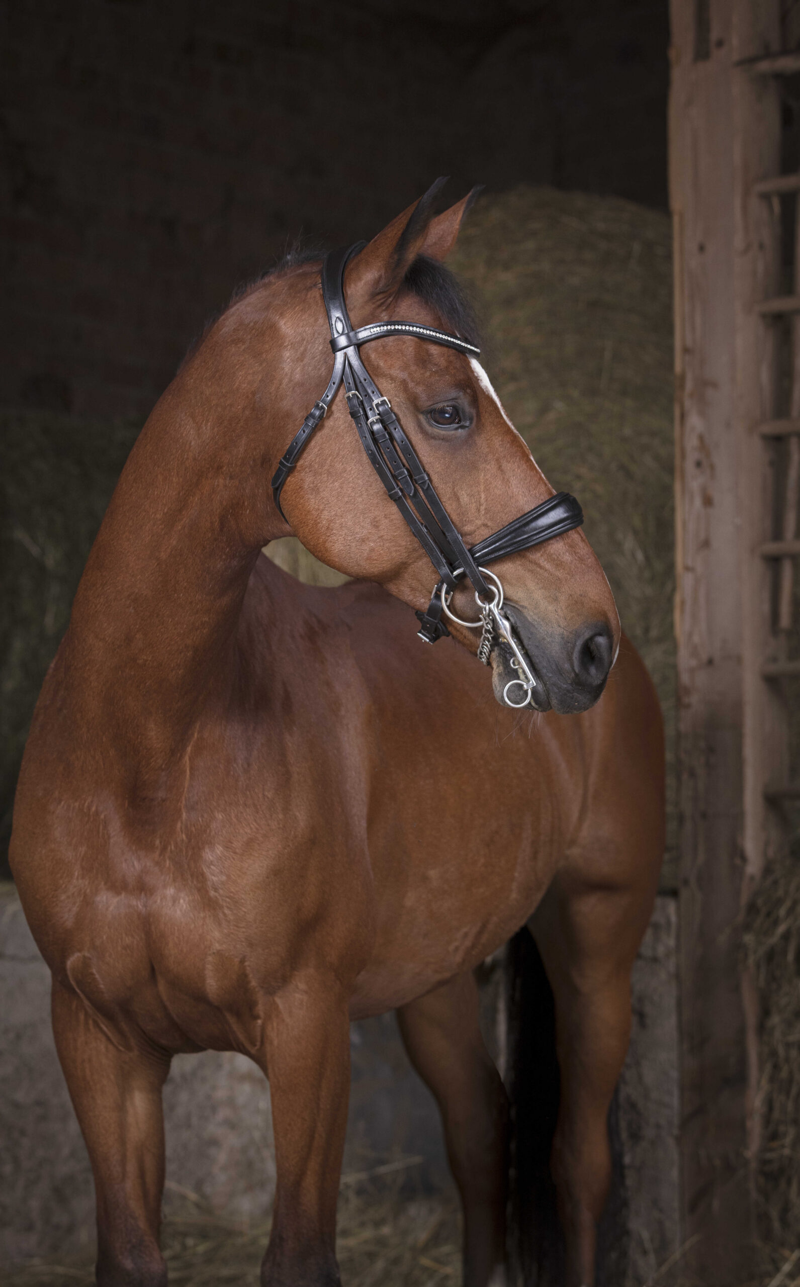 NORTON PRO Kandarenzaum