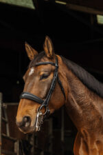 NORTON - Basal - Sitting