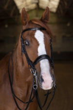 ERIC THOMAS ELITE Kandarenzaum - Image 3