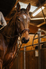 NORTON PRO 13mm Deutsche Gurtzügel - Image 3