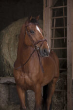 NORTON PRO rubber reins - Image 3