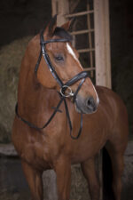 NORTON PRO Web reins