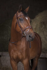 NORTON PRO Web reins - Image 3