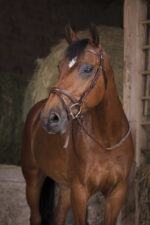 NORTON PRO -GP - Rubber reins - Image 5