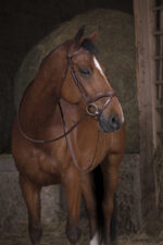 NORTON PRO wide rubber reins