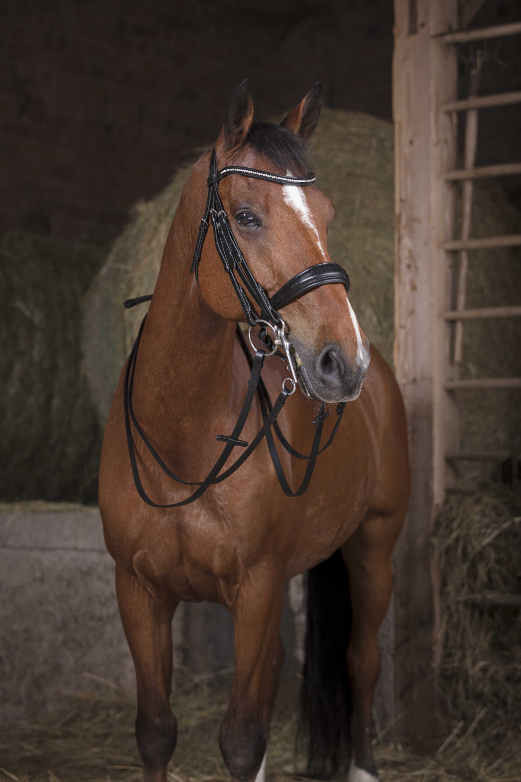 NORTON PRO snaffle reins - 13 mm