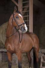 NORTON PRO Reins - Hunter - 16 mm