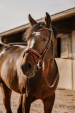 ERIC THOMAS rubber reins “Digit”. - Image 5