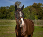 EQUITHÈME „Training“ Antifliegenmaske - Image 3