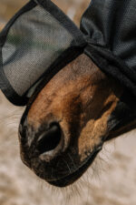 EQUITHÈME - Protec - Fly/UV Mask - Image 3
