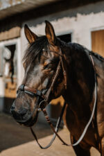 EQUITHÈME UV protection for the nose - Image 2