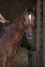 NORTON PRO Ringmartingal - Image 2