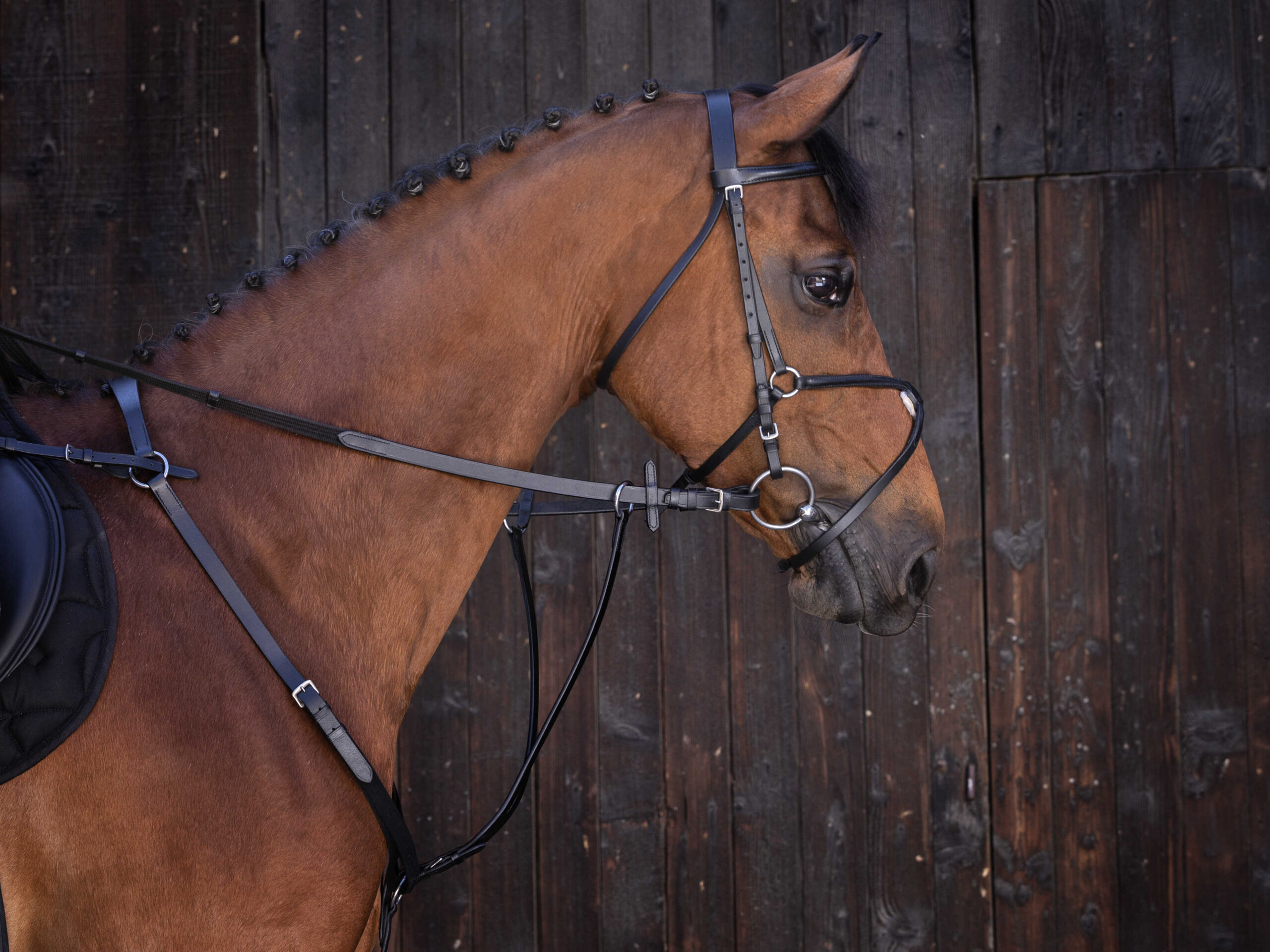 RIDING WORLD Ringmartingal