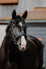 NORTON Wide Cavesson