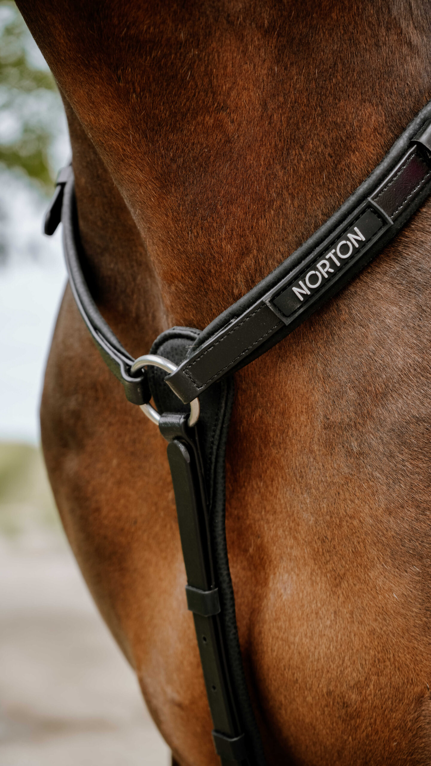 Collier de chasse Endurance NORTON - Pop