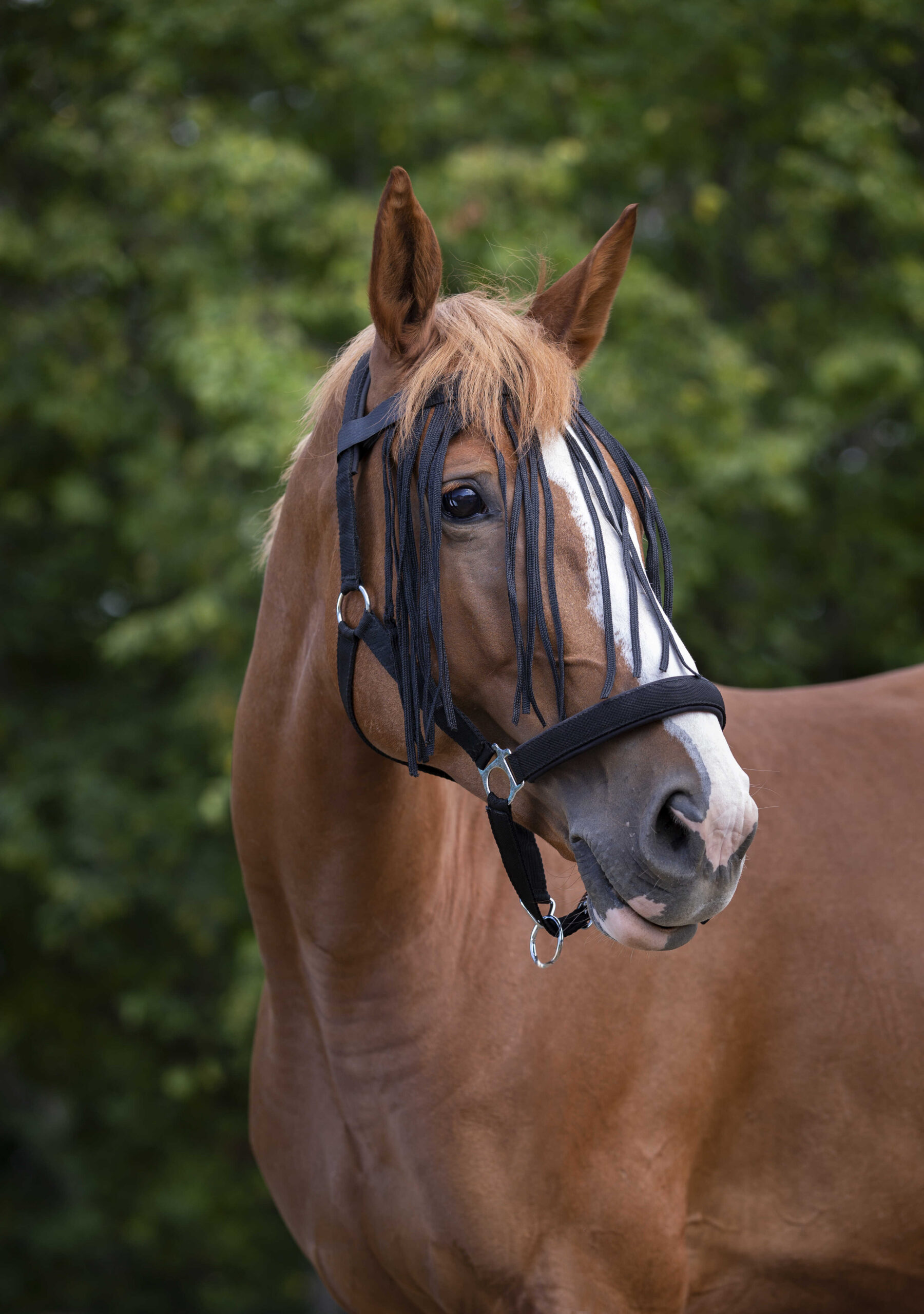 NORTON fly screen front