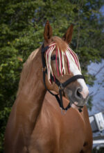 NORTON fly screen front - Image 11