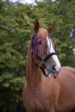 NORTON fly screen front - Image 13