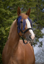 NORTON fly screen front - Image 19