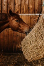 HIPPOTONIC - Naturel - Heunetz - Image 3