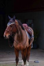 EQUITHÈME fly hood - denim - Image 11