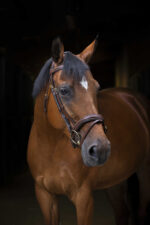 ERIC THOMAS PRO Zaumzeug - Wave - Image 2