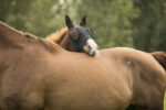 Fly mask LAMI-CELL - Lycra - Image 3