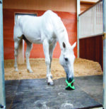 BIZZY HORSE - Bizzy Ball for bizzy Lick - Image 2