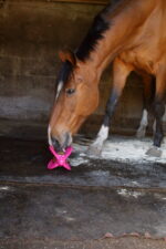 BIZZY HORSE - Bizzy Ball for bizzy Lick - Image 11